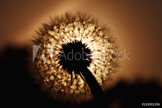 Picture of beautiful big dandelion silhouette in the sunset light